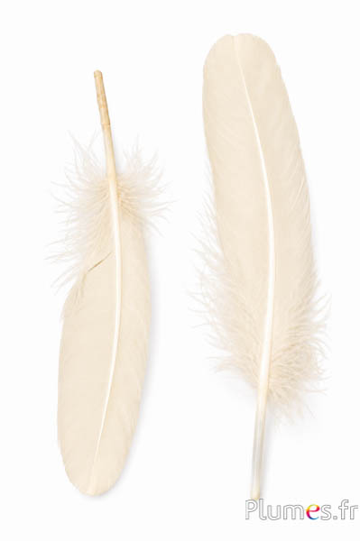 Gans - 15-21 cm, links und rechts - creme